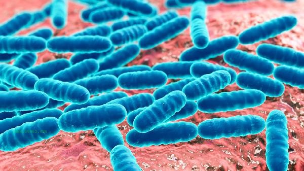 What happens if probiotics exceed the daily limit