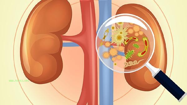 What medicine is good for repairing the corpus cavernosum and benefiting the kidneys
