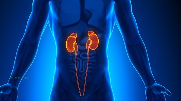 What kind of people can take Kidney Treasure Tablets