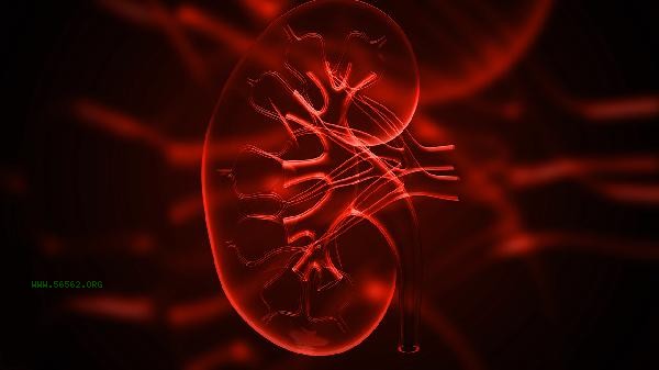 Who is not allowed to take Kidney Treasure Tablets