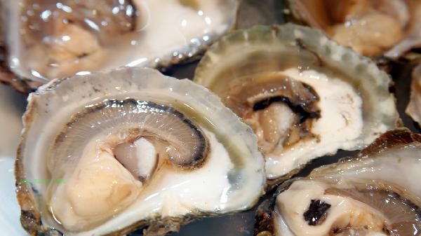 Is eating oysters at night beneficial for the body