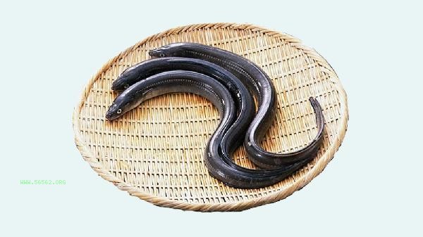 Is eating eels regularly beneficial to the body