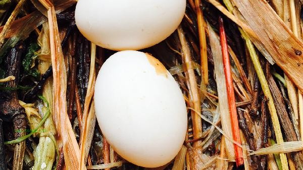 How old can children eat pigeon eggs