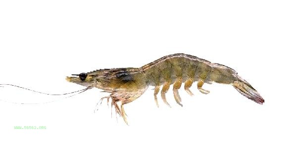 Is eating more prawns good for your body