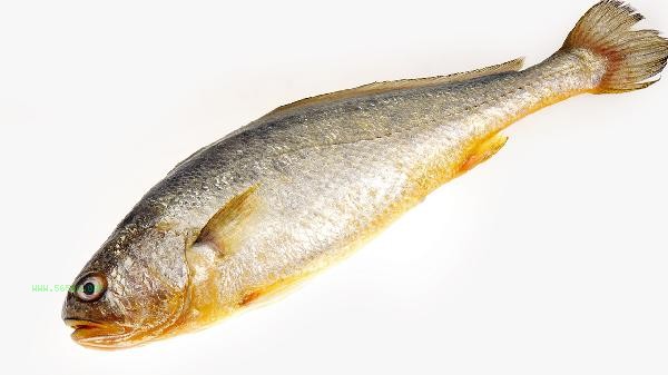 What are the negative effects of eating eels on the body