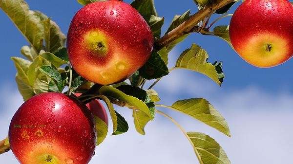 Is eating too many apples good for the body