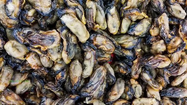 Can I drink alcohol by eating oyster slices