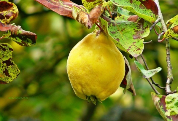 How to eat nutritious autumn fat without easily gaining weight?