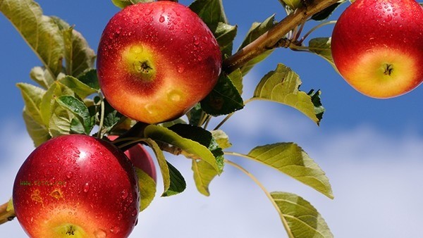 Eating fruits in autumn, not taking medicine! 5 essential fruits to eat at the beginning of autumn, nourishing and healthy