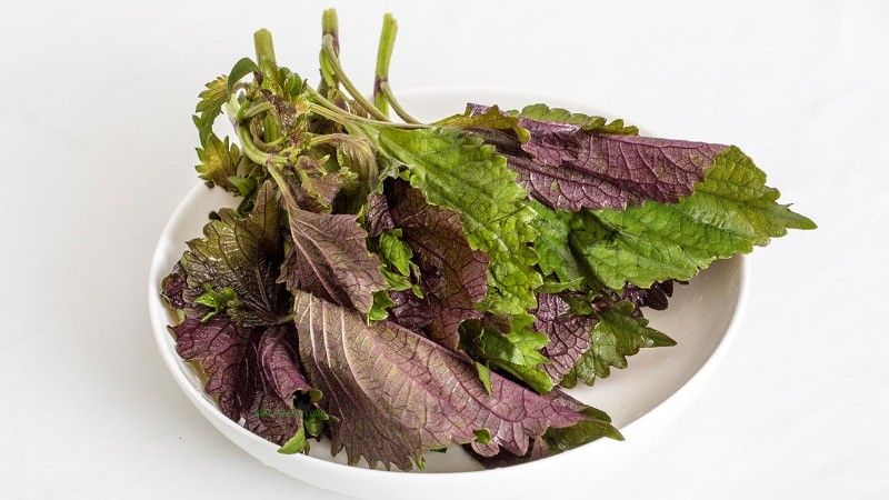 Eat five herbs at the beginning of autumn and avoid running to the hospital! These five wild vegetables will keep you healthy throughout autumn