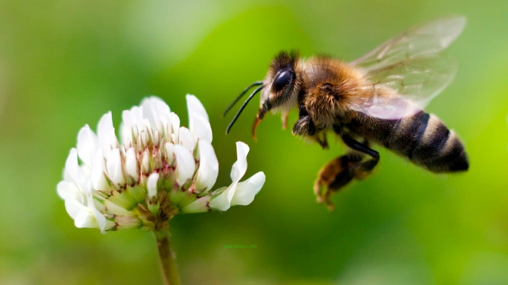 How to determine if the bee sting is there or not? Methods and techniques for determining residual bee needles after bee sting