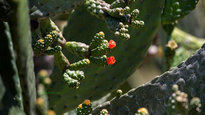 Spring Dietary Health Tips