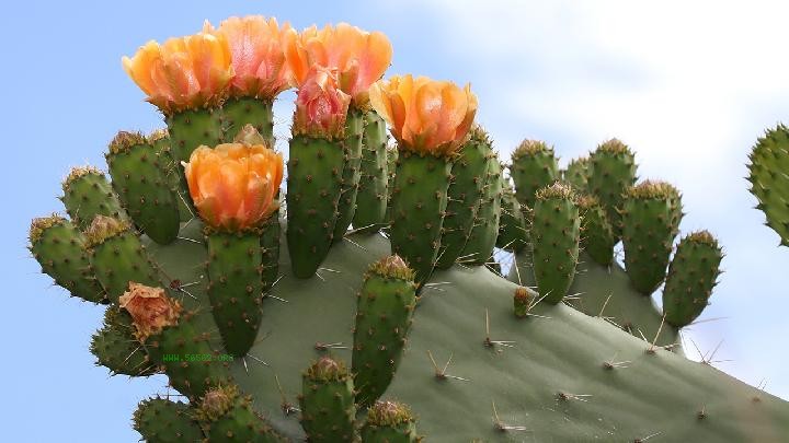 What are the common knowledge of spring diet and health preservation? Spring cuisine