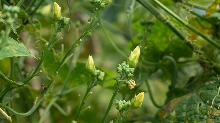 Spring dietary health precautions that women cannot ignore
