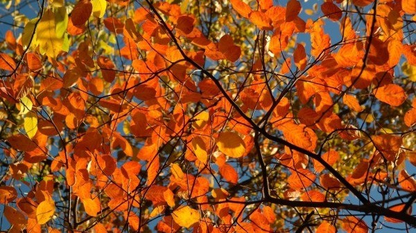 Four Qi Regulating Gods - Starting from Winter Solstice