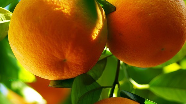 Winter Health Misconceptions: Experts Remind These 5 Foods Not Suitable for Winter Eating