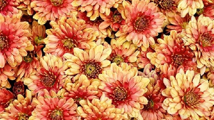 What medicine can be taken to nourish the stomach without harming it? 5 kinds of medicinal herbs have very good stomach nourishing effects
