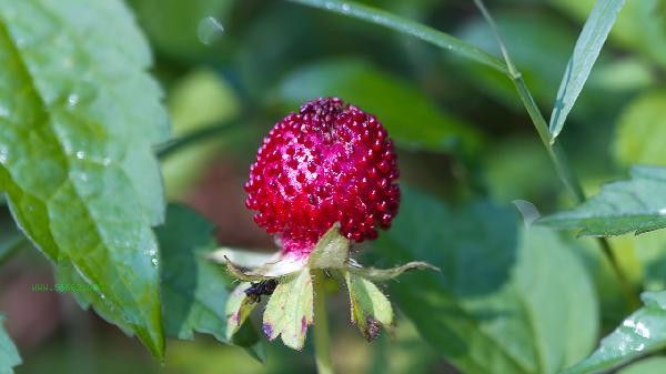 Are there any foods that can enhance sexual function