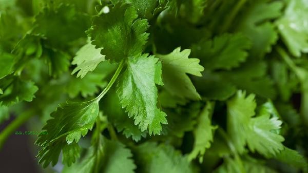 What are the foods for male impotence