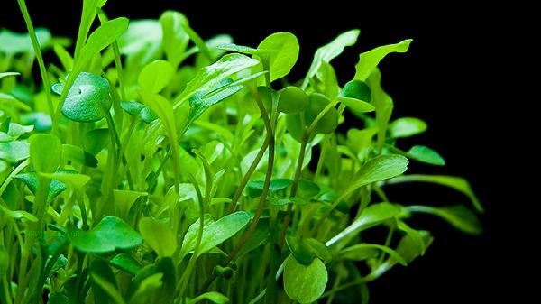 What are the best vegetables to eat during menopause