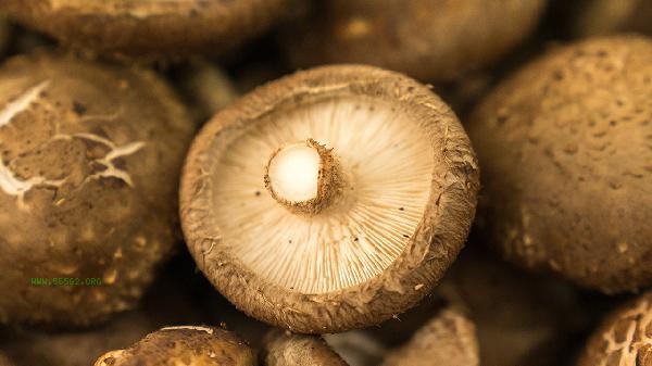 Why do shiitake mushrooms have a strange odor