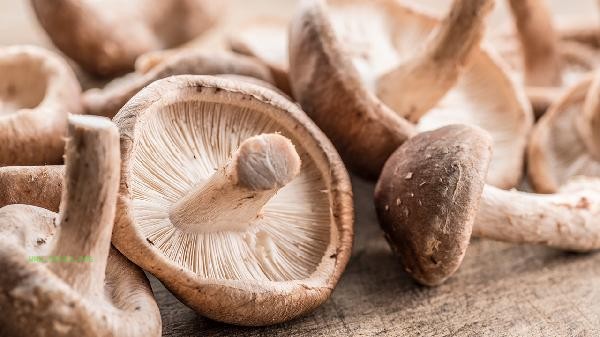 What is the reason why shiitake mushrooms are not fragrant