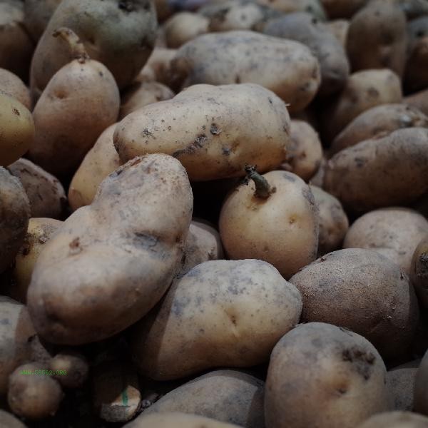 Can potatoes be cut overnight and stored in the refrigerator