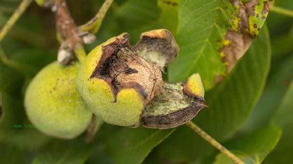 Is walnut bitter or not bitter