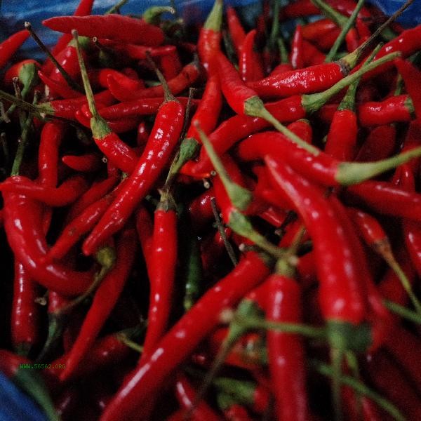 How to store chopped millet chili