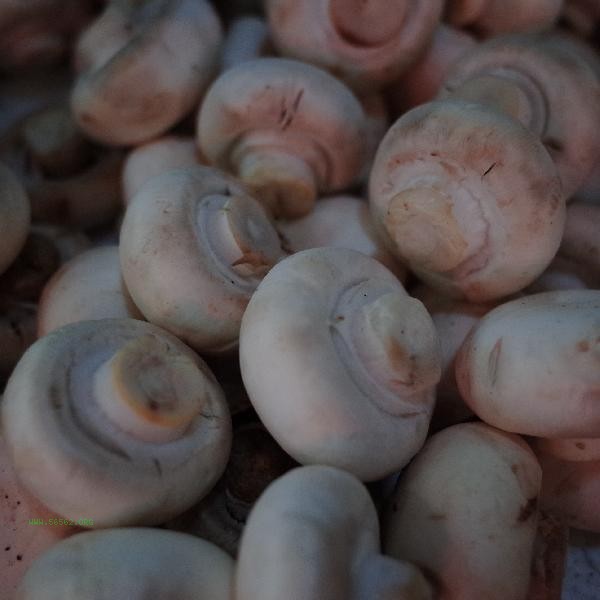 How to remove the mushroom flavor from mushrooms