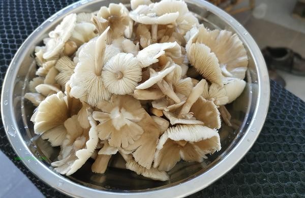 How to clean mushrooms more thoroughly