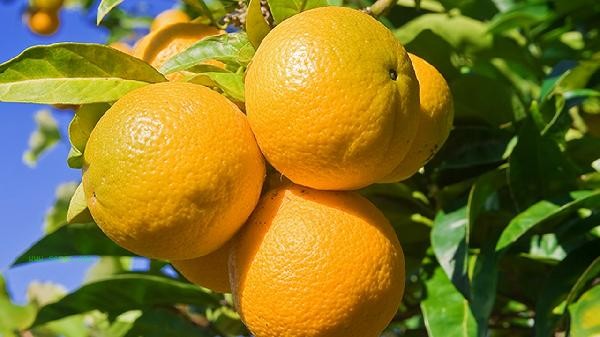 What fruit peels cannot be eaten