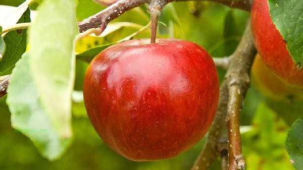 Can apples change color after peeling be eaten