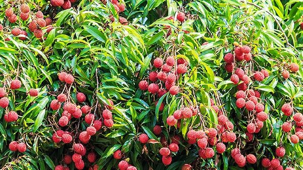 The correct way to eat lychee