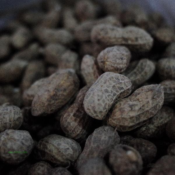 Can peanuts still be eaten if they are fried and burnt