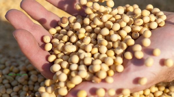 How to remove the fishy smell of soybean oil