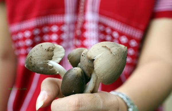 How to determine if fresh mushrooms are spoiled
