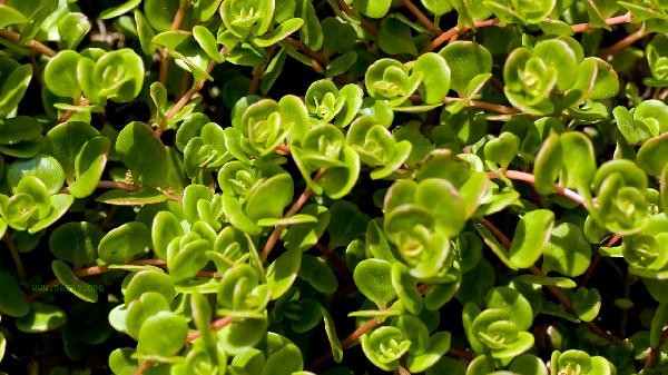Purslane applied three times and the hemorrhoids healed
