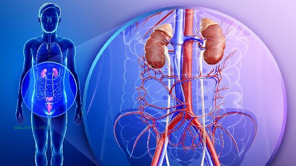 How long can the kidney and ureter survive after ureteral cancer resection