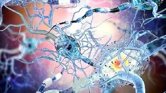What are the symptoms of infection with Ramda virus strain? The common symptoms of infection are the same as those of COVID-19