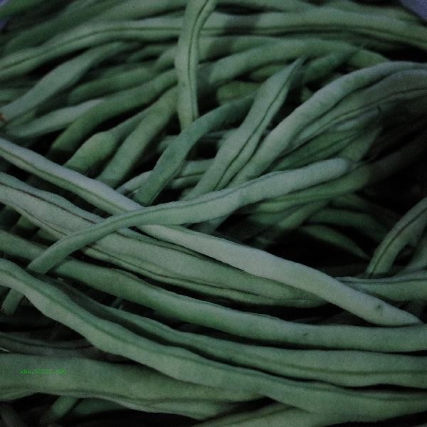 What vegetables are the fastest and most effective for weight loss