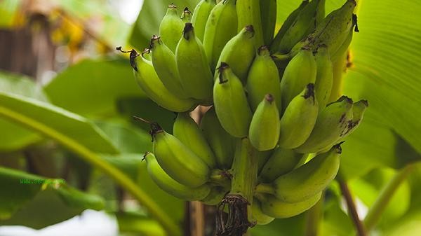 What should I do if I buy rotten fruits