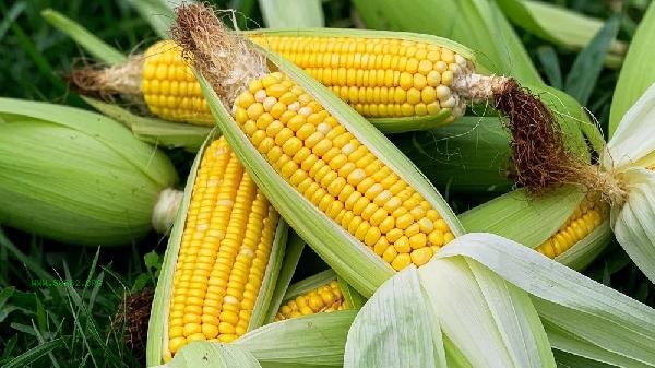 Which is more suitable for weight loss, sweet corn or glutinous corn