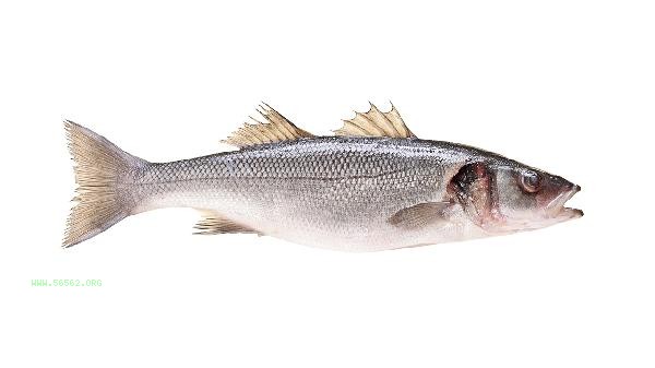 Is steamed sea bass or braised delicious