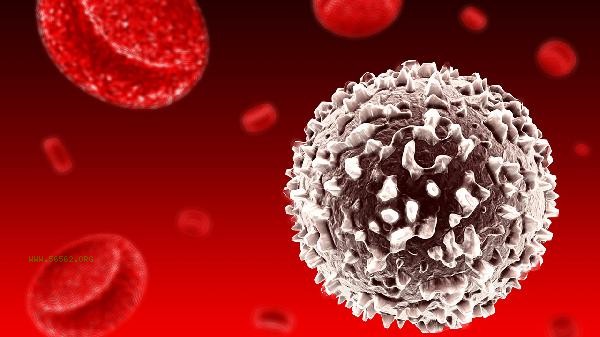 What is the reason for high white blood cell count in the blood
