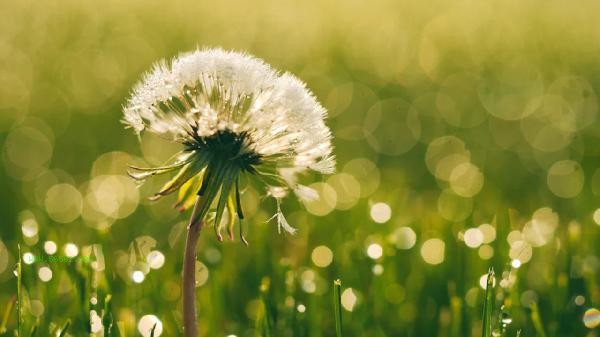Is Wild Vegetable Granny Ding Dandelion