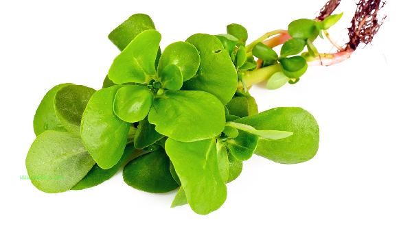 Can purslane sitz bath reduce hemorrhoid swelling
