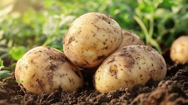 Is the area where potatoes are recessed sprouting