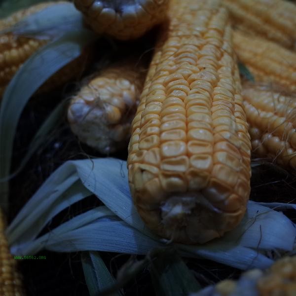 How to deal with ripe corn that is a bit sour