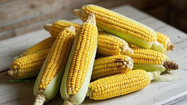 How long can fresh corn be cooked